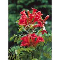 Milin amerykański 'Ursynów' | Campsis radicans