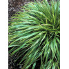 Hakonechloa 'Albo-striata' | Hakonechloa macra