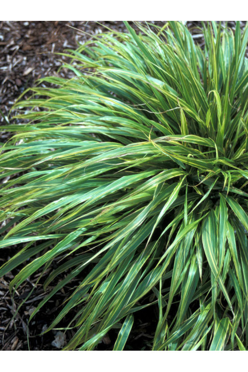 Hakonechloa 'Albo-striata' | Hakonechloa macra