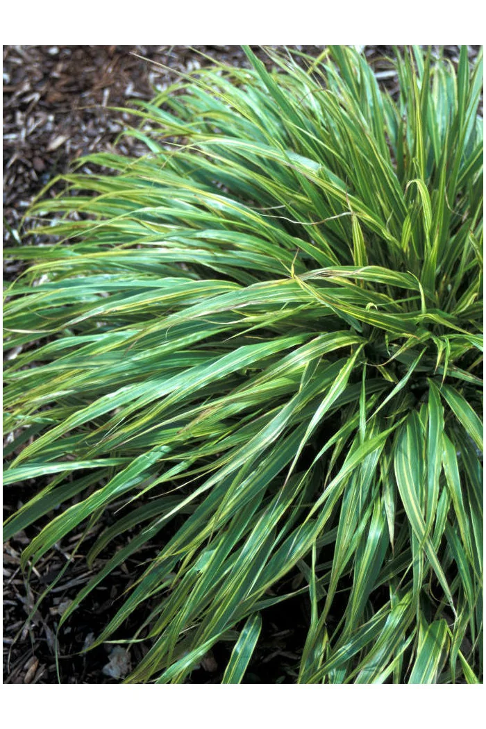 Hakonechloa 'Albo-striata' | Hakonechloa macra