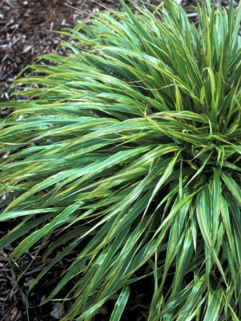 Hakonechloa 'Albo-striata' | Hakonechloa macra