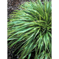Hakonechloa 'Albo-striata' | Hakonechloa macra