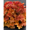 Żurawka 'NORTHERN EXPOSURE™ Amber' | Heuchera