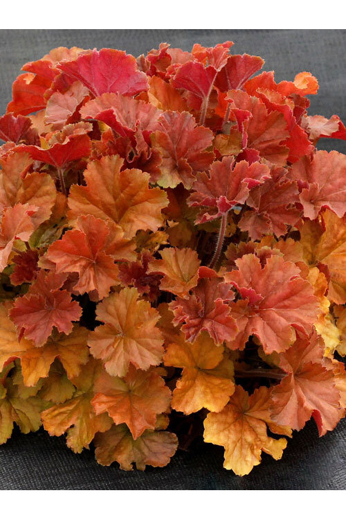 Żurawka 'NORTHERN EXPOSURE™ Amber' | Heuchera