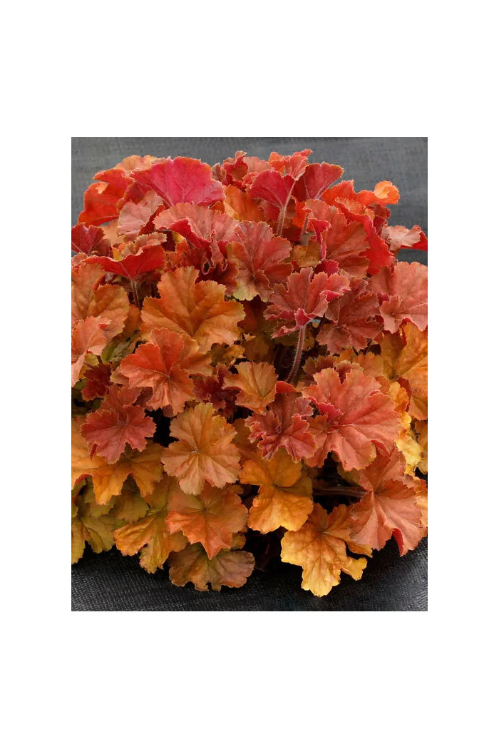 Żurawka 'NORTHERN EXPOSURE™ Amber' | Heuchera