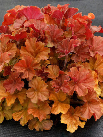 Żurawka 'NORTHERN EXPOSURE™ Amber' | Heuchera