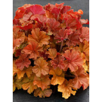 Żurawka 'NORTHERN EXPOSURE™ Amber' | Heuchera