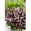 Krzewuszka cudowna 'Pink Poppet' | Weigela florida