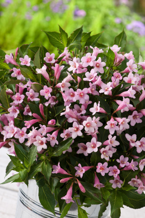 Krzewuszka cudowna 'Pink Poppet' | Weigela florida