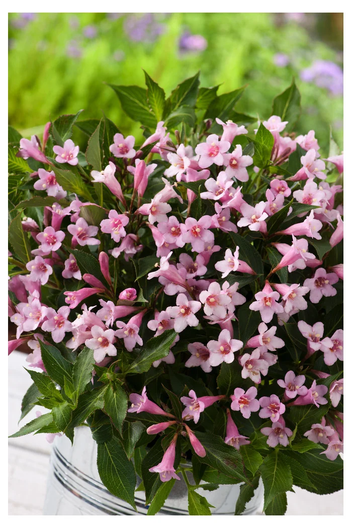 Krzewuszka cudowna 'Pink Poppet' | Weigela florida
