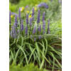 Liriope spicata | Liriope spicata