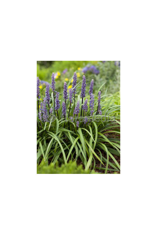 Liriope spicata | Liriope spicata