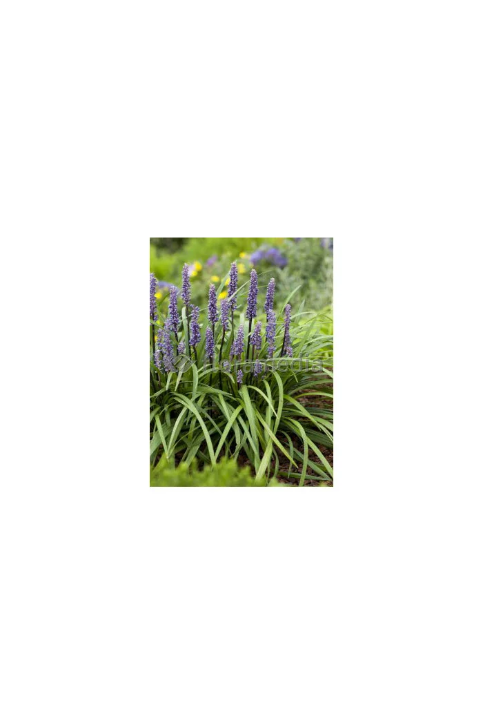 Liriope spicata | Liriope spicata