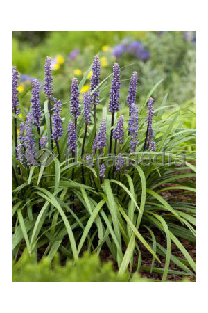 Liriope spicata | Liriope spicata