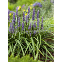Liriope spicata | Liriope spicata