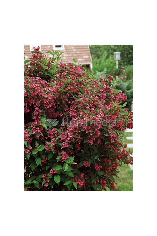 Krzewuszka cudowna 'Bristol Ruby' Weigela florida