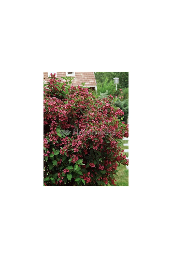 Krzewuszka cudowna 'Bristol Ruby' Weigela florida