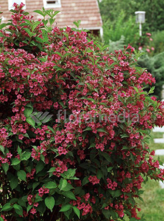 Krzewuszka cudowna 'Bristol Ruby' Weigela florida