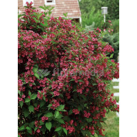 Krzewuszka cudowna 'Bristol Ruby' Weigela florida