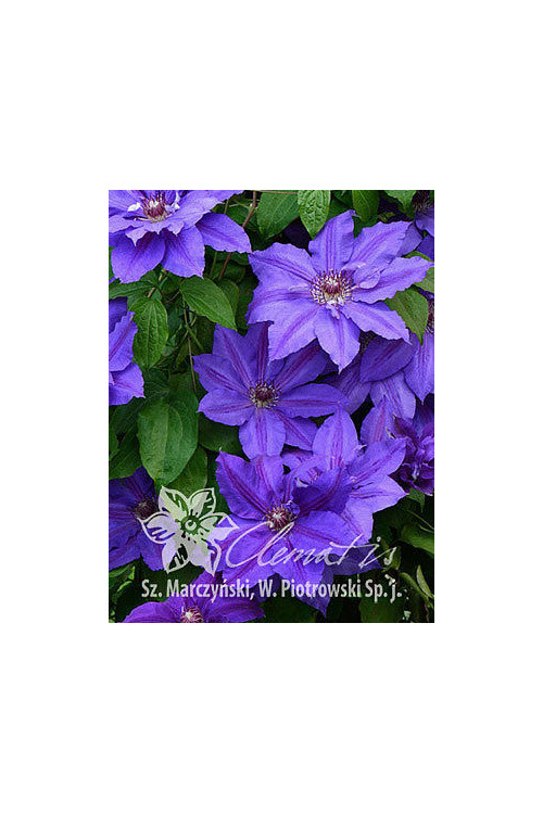 Powojnik 'Mikołaj Kopernik' | Clematis