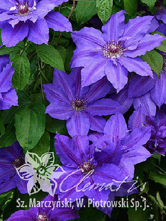 Powojnik 'Mikołaj Kopernik' | Clematis