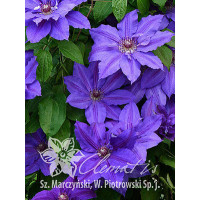 Powojnik 'Mikołaj Kopernik' | Clematis