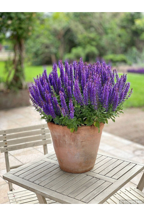Szałwia 'Rianne Purple' | Salvia nemorosa