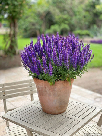 Szałwia 'Rianne Purple' | Salvia nemorosa