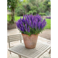 Szałwia 'Rianne Purple' | Salvia nemorosa