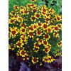 Nachyłek 'Bengal Tiger' Coreopsis