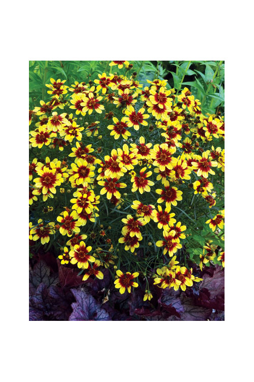 Nachyłek 'Bengal Tiger' Coreopsis