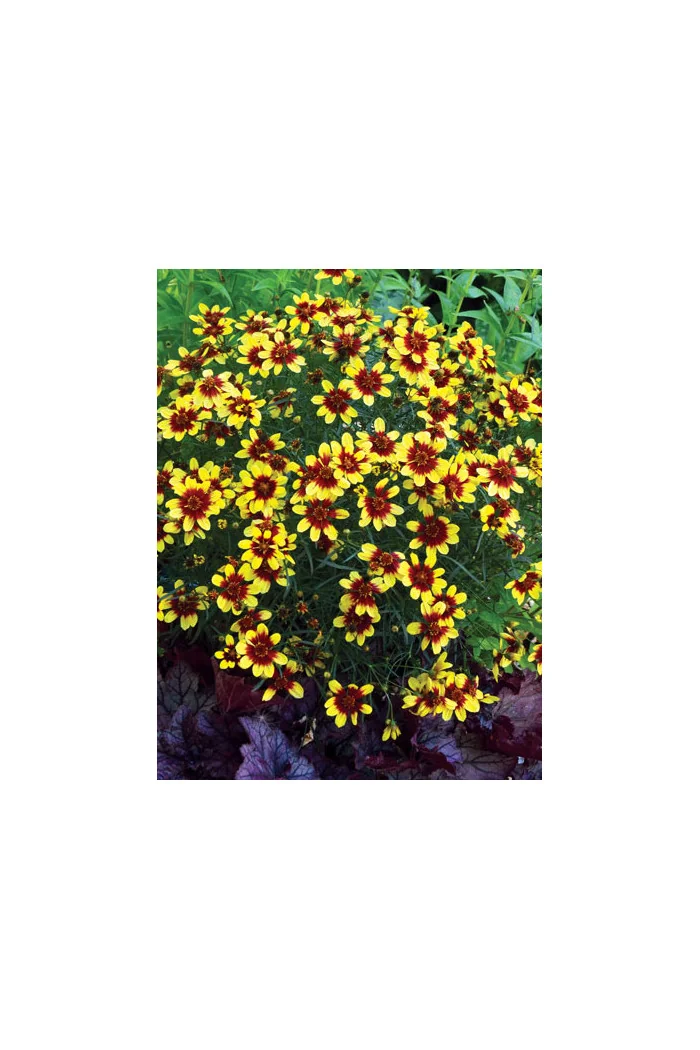 Nachyłek 'Bengal Tiger' Coreopsis
