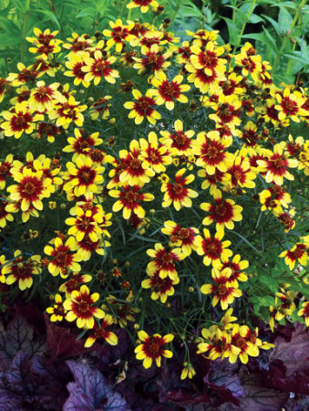 Nachyłek 'Bengal Tiger' Coreopsis