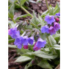 Miodunka 'Cotton Cool' Pulmonaria