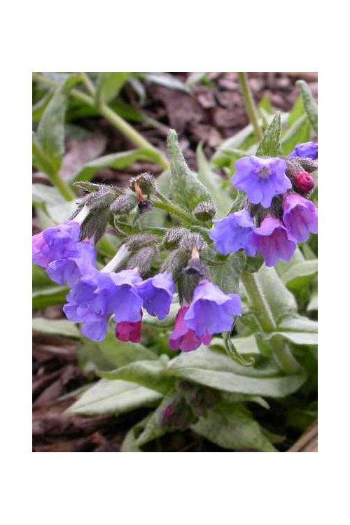 Miodunka 'Cotton Cool' Pulmonaria