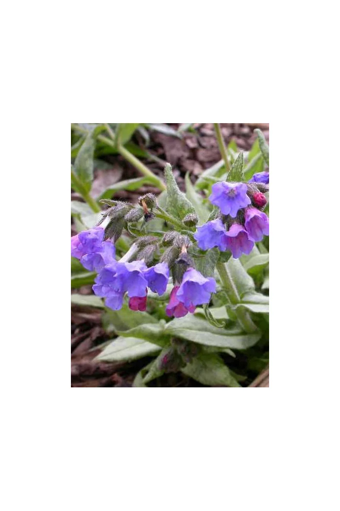 Miodunka 'Cotton Cool' Pulmonaria