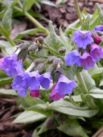 Miodunka 'Cotton Cool' Pulmonaria