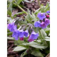 Miodunka 'Cotton Cool' Pulmonaria