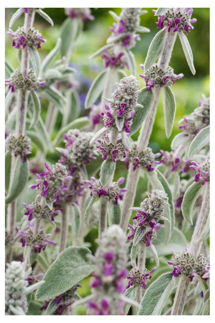 Czyściec wełnisty Stachys byzantina