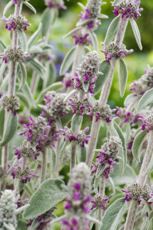 Czyściec wełnisty Stachys byzantina