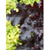 Żurawka 'Black Beauty' Heuchera