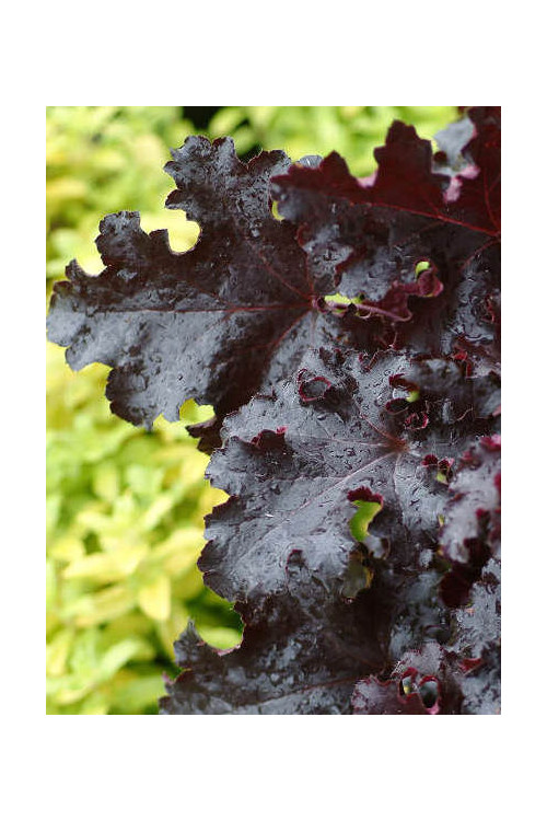 Żurawka 'Black Beauty' Heuchera