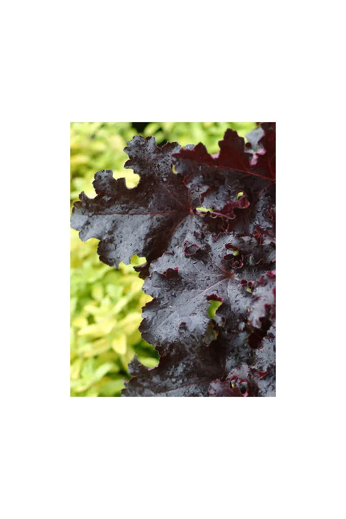 Żurawka 'Black Beauty' Heuchera