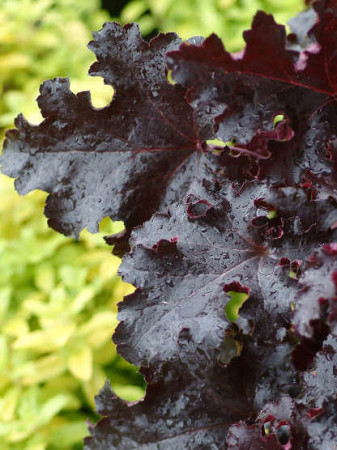 Żurawka 'Black Beauty' Heuchera