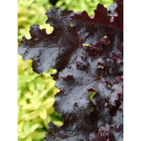 Żurawka 'Black Beauty' Heuchera