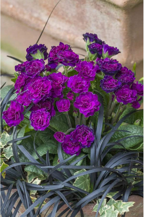 Pierwiosnek 'Belarina® Ruby Champagne' | Primula