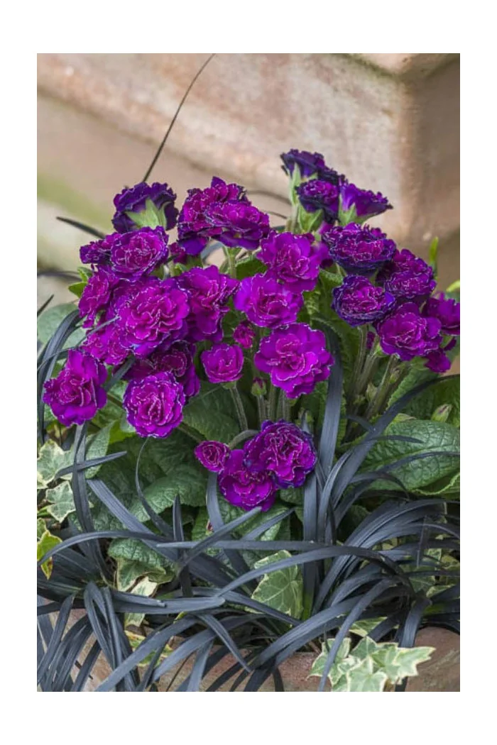 Pierwiosnek 'Belarina® Ruby Champagne' | Primula