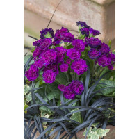 Pierwiosnek 'Belarina® Ruby Champagne' | Primula