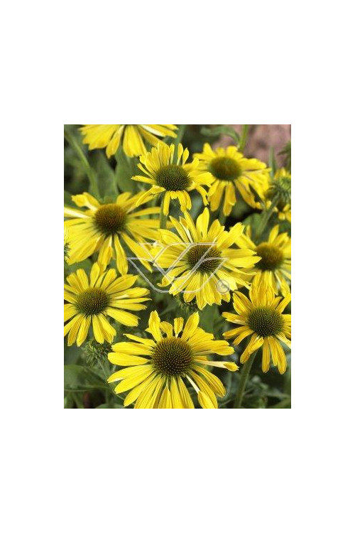 Jeżówka 'Sunrise' Echinacea