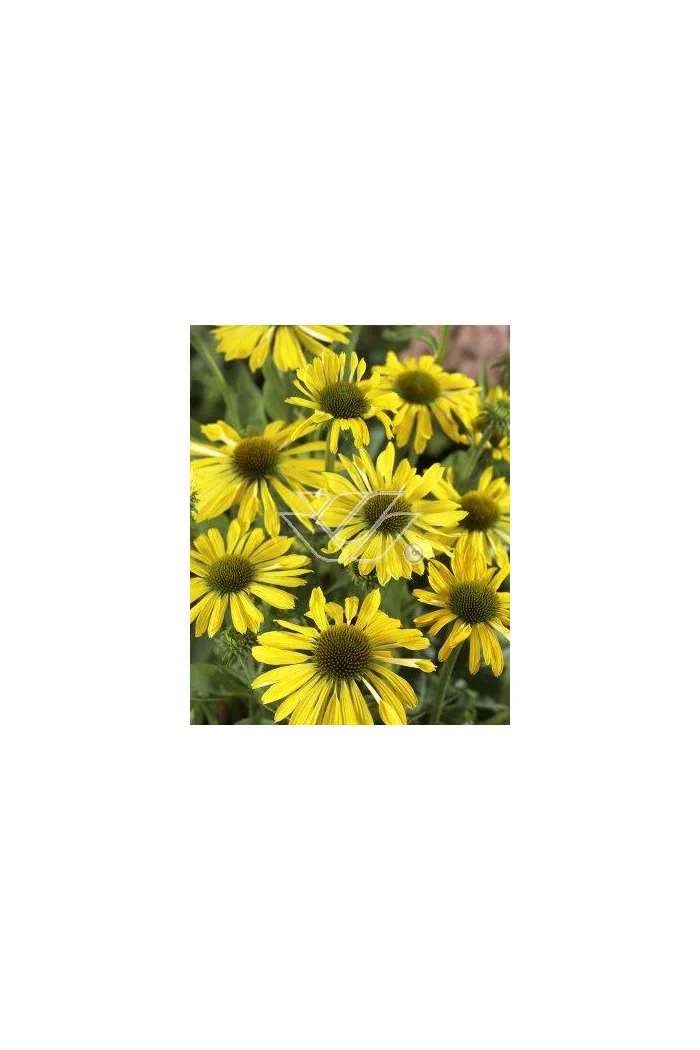 Jeżówka 'Sunrise' Echinacea